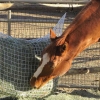 Freedom Feeder Extended Day Net - 8 Flakes